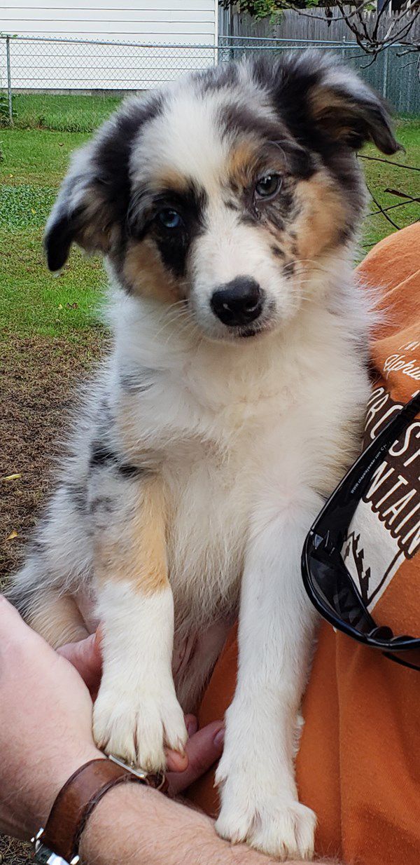 Pet Star 132.jpg